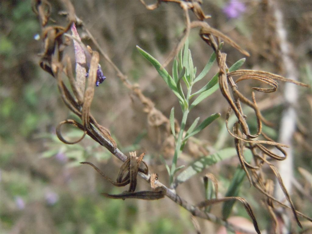 Linaria purpurea / Linajola purpurea
